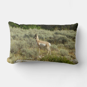 Pronghorn im Grand Teton Nationalpark Lendenkissen