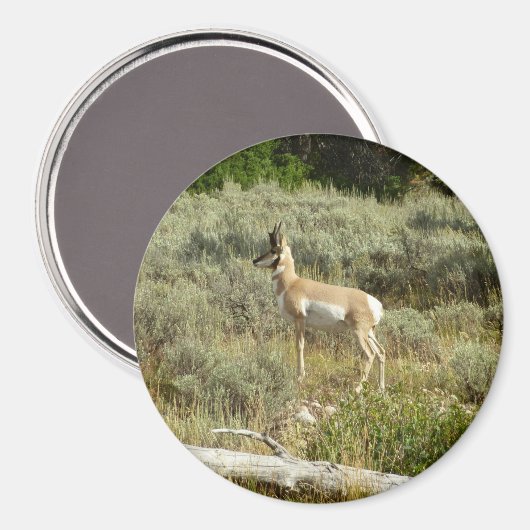 Pronghorn im Grand Teton Nationalpark Magnet (Vorderseite/Rückseite)