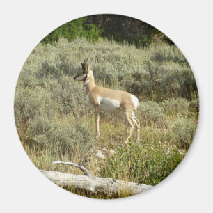 Pronghorn im Grand Teton Nationalpark Magnet