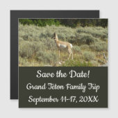 Pronghorn im Grand Teton Nationalpark Magnetkarte (Vorne/Hinten)