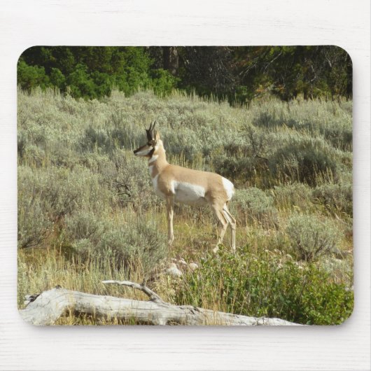Pronghorn im Grand Teton Nationalpark Mousepad (Vorne)
