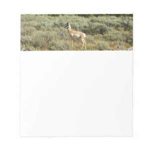 Pronghorn im Grand Teton Nationalpark Notizblock