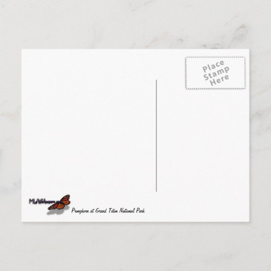 Pronghorn im Grand Teton Nationalpark Postkarte (Rückseite)