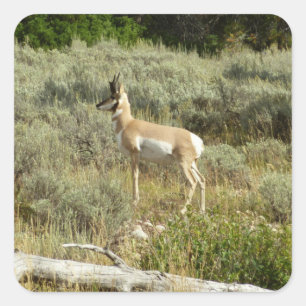 Pronghorn im Grand Teton Nationalpark Quadratischer Aufkleber