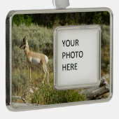 Pronghorn im Grand Teton Nationalpark Rahmen-Ornament Silber (Rechts)