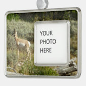Pronghorn im Grand Teton Nationalpark Rahmen-Ornament Silber (Links)