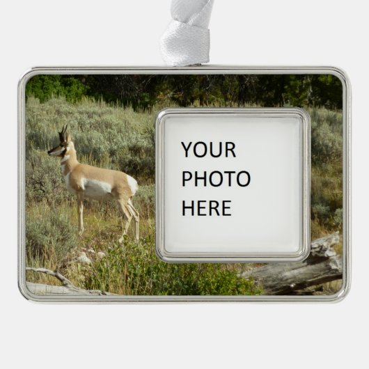 Pronghorn im Grand Teton Nationalpark Rahmen-Ornament Silber (Vorderseite)