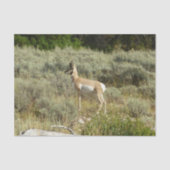 Pronghorn im Grand Teton Nationalpark Seidenpapier (Vorderseite)