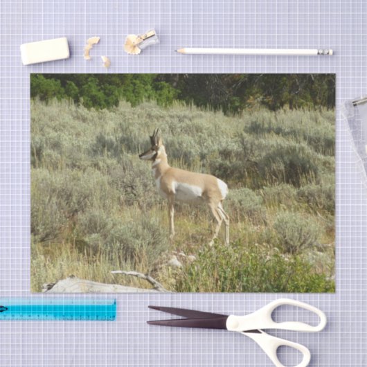 Pronghorn im Grand Teton Nationalpark Seidenpapier (Handwerk)