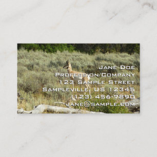 Pronghorn im Grand Teton Nationalpark Visitenkarte
