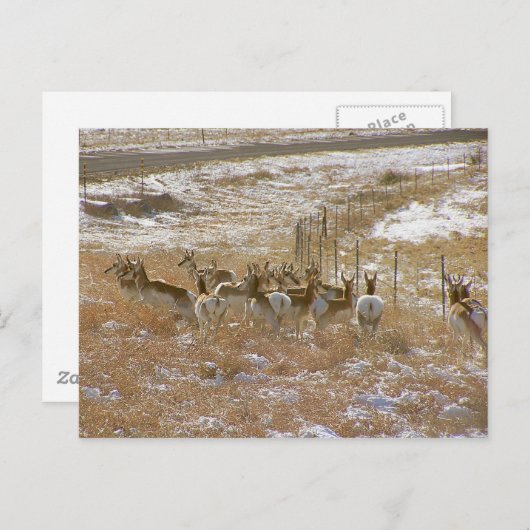 Pronghorn Mob Postkarte (Vorne/Hinten)