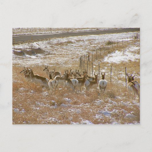 Pronghorn Mob Postkarte (Vorderseite)