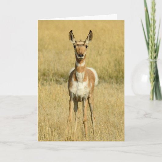 Pronghorn Notecard Karte (Vorderseite)