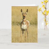 Pronghorn Notecard Karte (Gelbe Blume)
