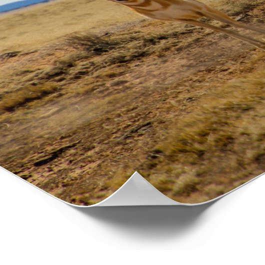 Pronghorn Poster (Ecke)