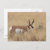 Pronghorn Postkarte (Vorne/Hinten)