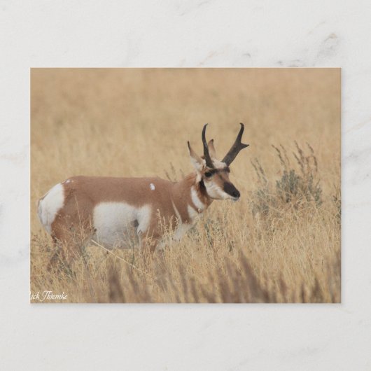 Pronghorn Postkarte (Vorderseite)