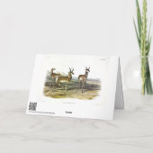 Pronghorn (Prong-horned Antelope) von Audubon Karte (Rückseite)