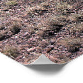 Pronghorn Sheep Poster (Ecke)