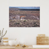 Pronghorn Sheep Poster (Küche)
