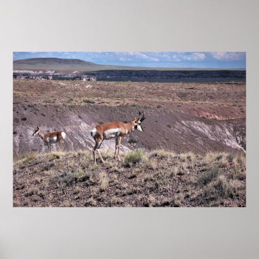 Pronghorn Sheep Poster (Vorne)