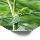 Propeller Perch Poster (Ecke)