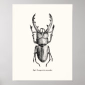 Prosopocoilus astacoides - Riesenkäfer Poster (Vorne)