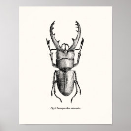 Prosopocoilus astacoides - Riesenkäfer Poster