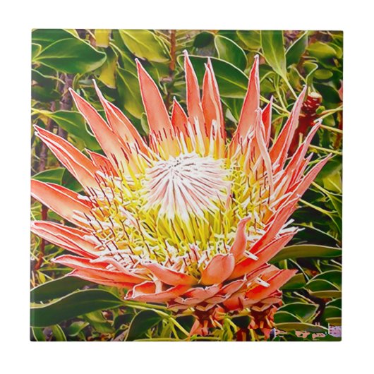 Protea Australische Blumenfotografie Fliese (Vorderseite)
