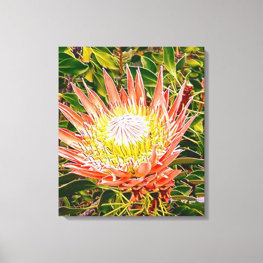 Protea Australische Blumenfotografie Leinwanddruck (Vorderseite)