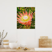 Protea Australische Blumenfotografie Poster (Küche)