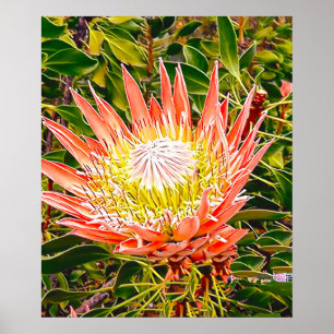 Protea Australische Blumenfotografie Poster