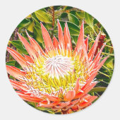 Protea Australische Blumenfotografie Runder Aufkleber (Vorderseite)