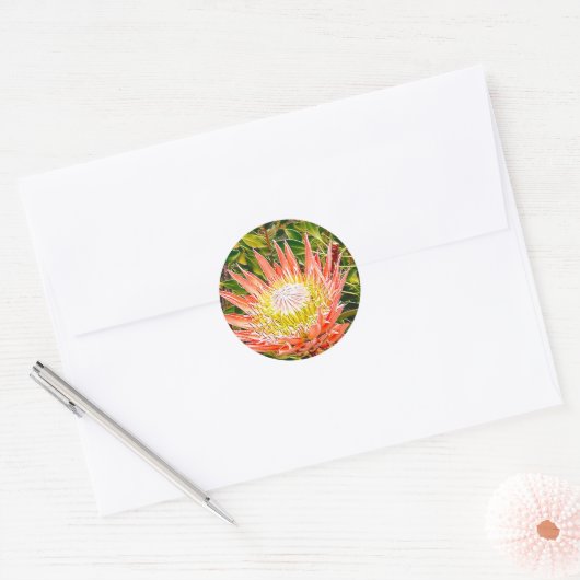 Protea Australische Blumenfotografie Runder Aufkleber (Umschlag)