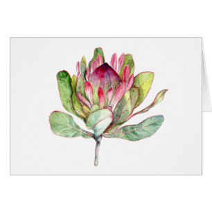 Protea-Blume