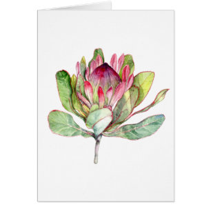 Protea-Blume