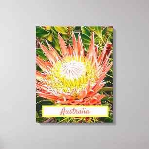 Protea Blume Australischer Reisedruck Leinwanddruck