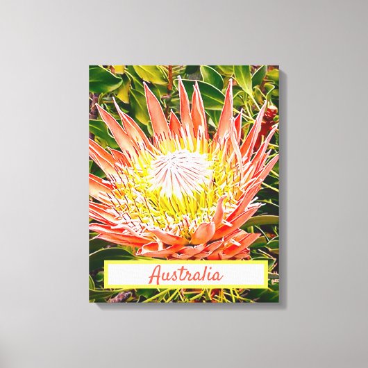 Protea Blume Australischer Reisedruck Leinwanddruck (Vorderseite)