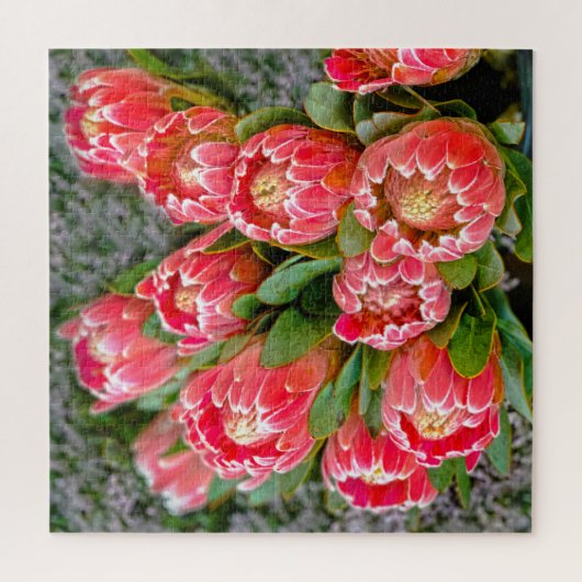 Protea Blume Foto 20' x 20' 676 Stück Puzzle (Vertikal)
