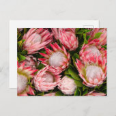 Protea Blume Foto Postkarte (Vorne/Hinten)