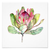 Protea-Blume Fotodruck (Vorne)