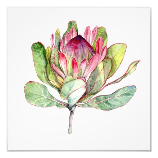 Protea-Blume Fotodruck (Vorne)