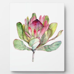 Protea-Blume Fotoplatte