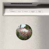 Protea Blume Hawaii Magnet (In Situ (Geschirrspüler))