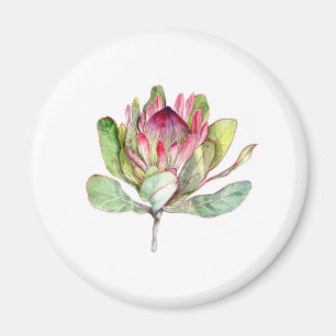 Protea-Blume Magnet