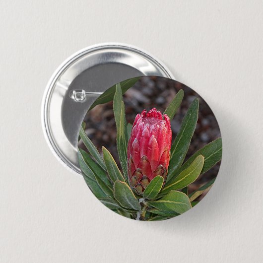 Protea-Blume mit Regentropfen Button (Vorne & Hinten)