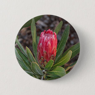 Protea-Blume mit Regentropfen Button