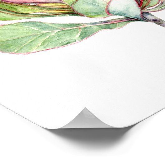 Protea-Blume Poster (Ecke)