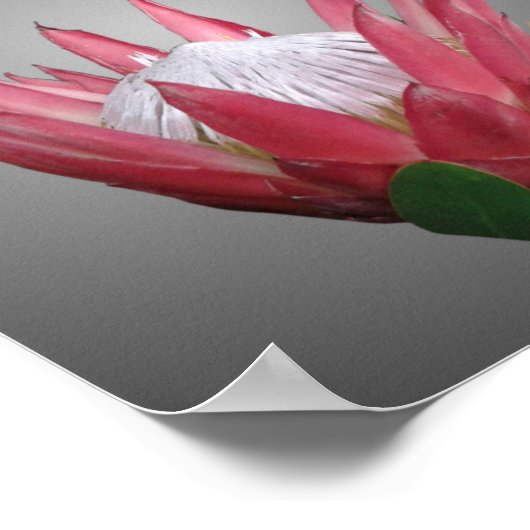 Protea-Blume Poster (Ecke)
