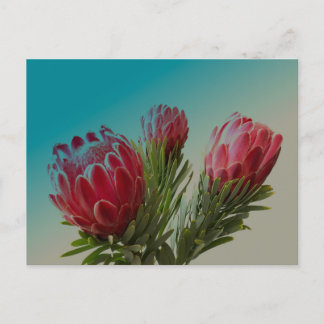 Protea-Blume Postkarte